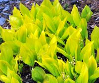 Golden yellow foliage and white flowers